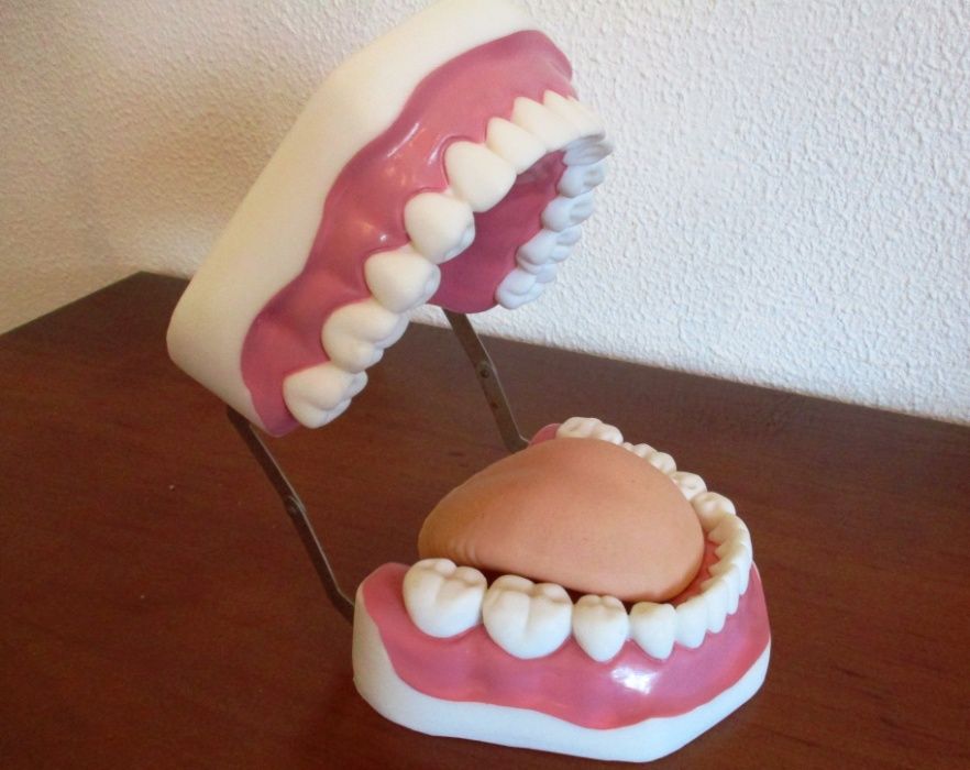 Modelo de dentes - medicina dentária
