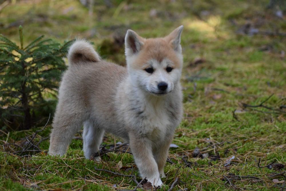 Akita, Akita inu, Akita Japońska - Suczka czerwona FCI/ZKwP