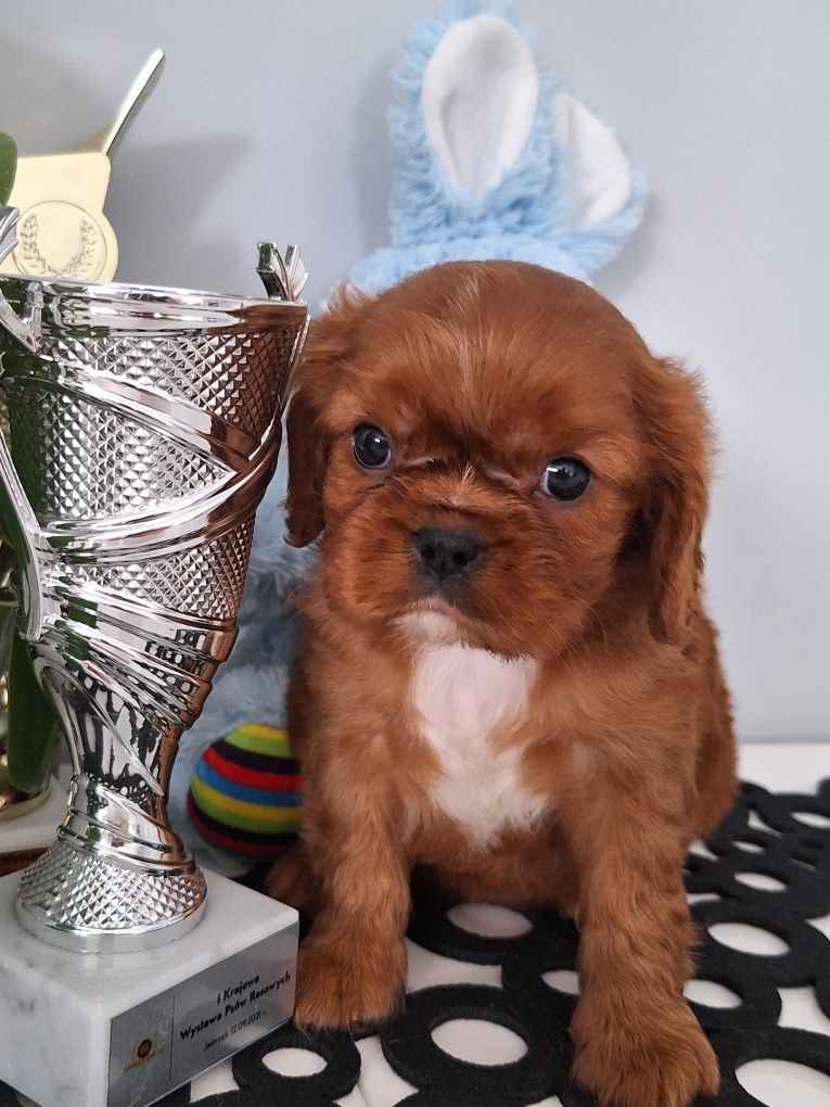 Cavalier king charles spaniel rubinowa suczka z rodowodem