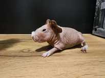 Świnka morska skinny cavia kawia domowa świnki morskie łysa samiec