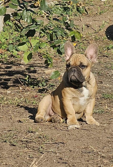 Bulldog Francês fawn