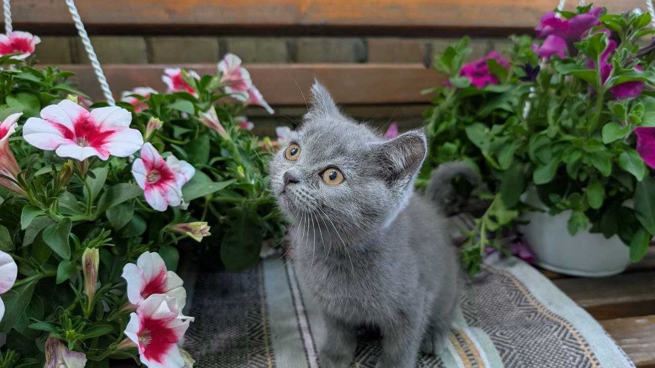 Шотландські кошенята