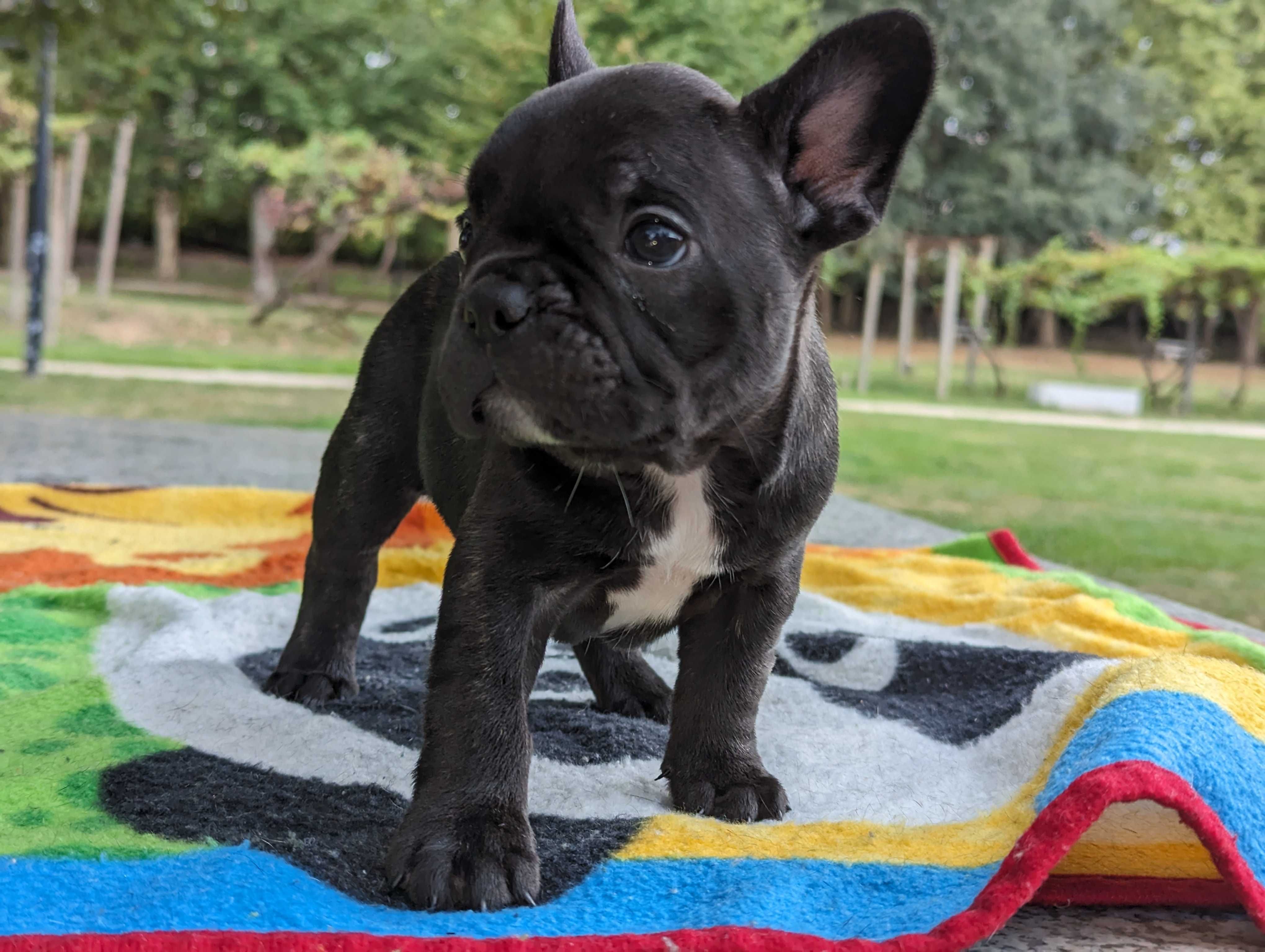 Bulldog francês irrepreensível