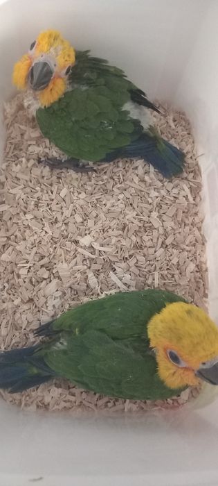 2 Aratinga jandaia para criar a mao