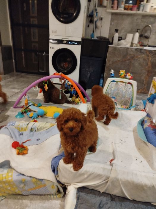 Pudel miniaturowy Red Braun po rodzicach toy