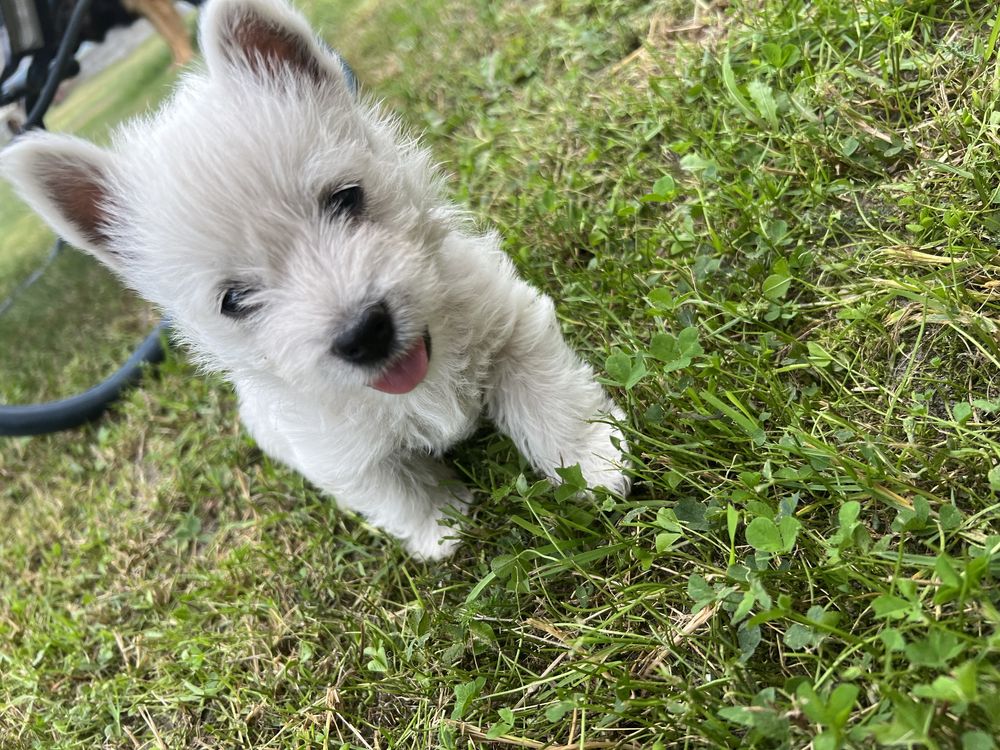 West Highland white terrier/ piesek