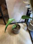 Monstera burle marx flame