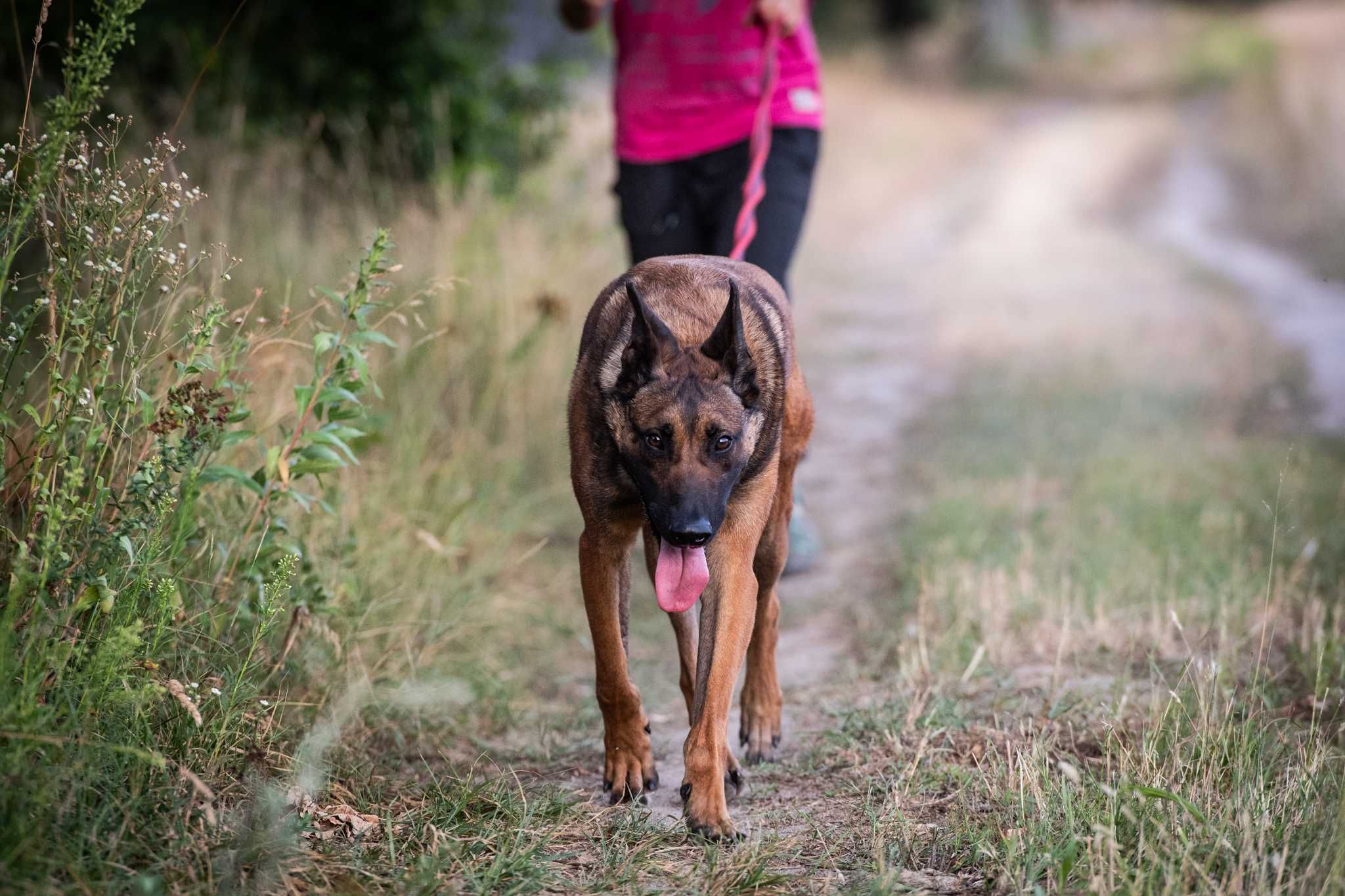 Waleczny Mars szuka swoich ludzi - psiak w typie belg malinois