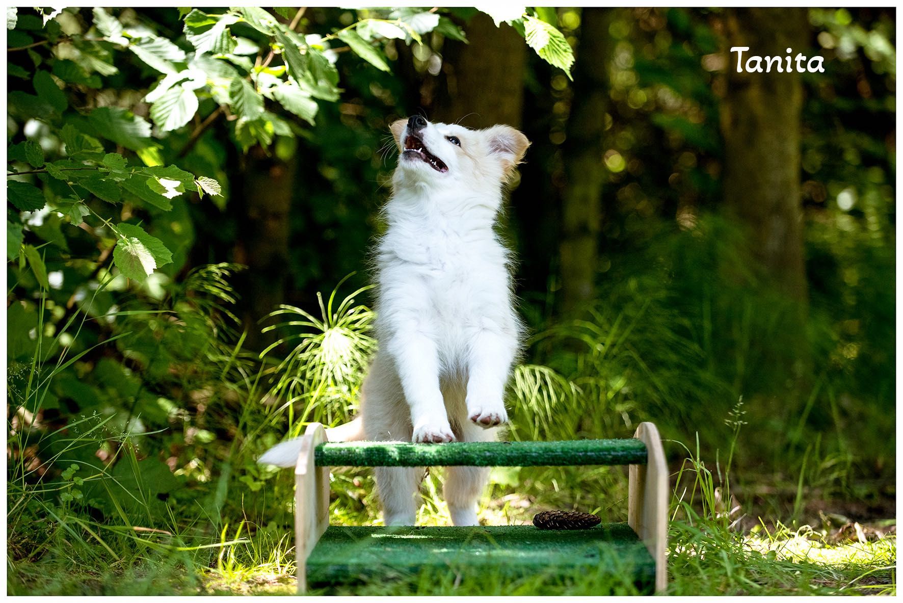 Border Collie FCI ZKwP