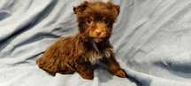 Yorkshire terrier czekoladowa suczka