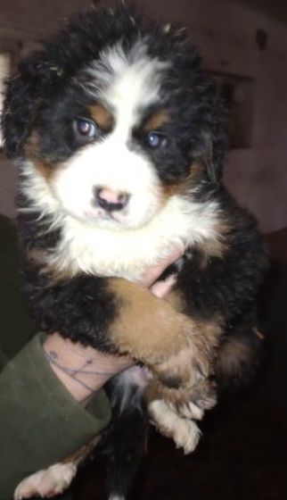 Bernenski pies pasterski aktualne