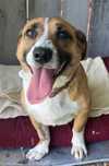 Cudowna Emilka do adopcji