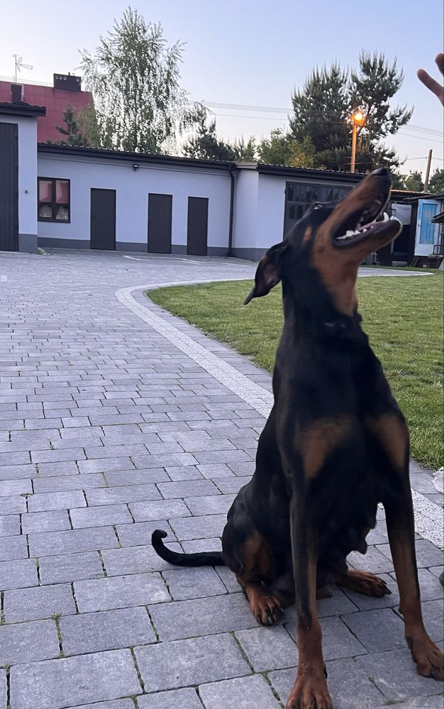 Dobermany z rodowodami-gotowe do odbioru