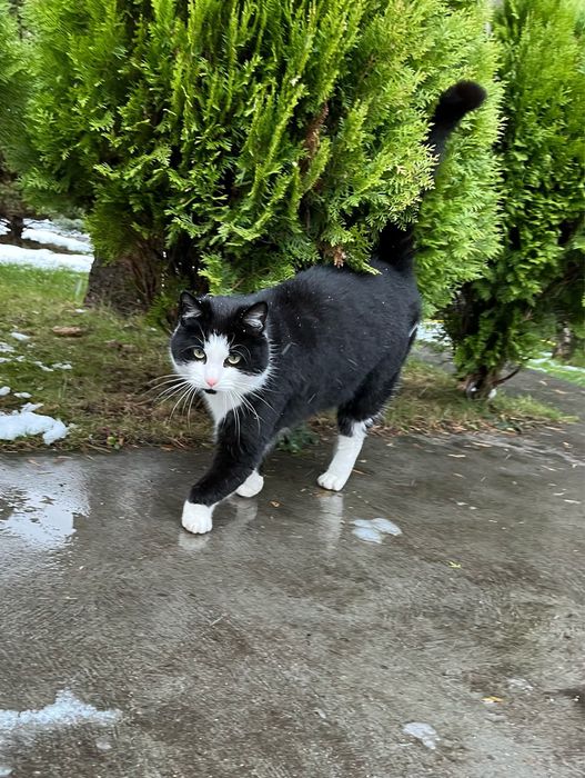 Tulaśny kocurek Pupiś szuka domku