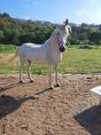 Cavalo lusitano para venda