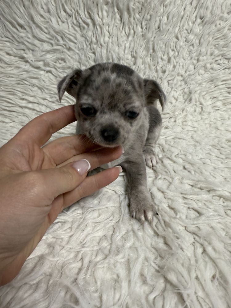 Chihuahua chłopiec