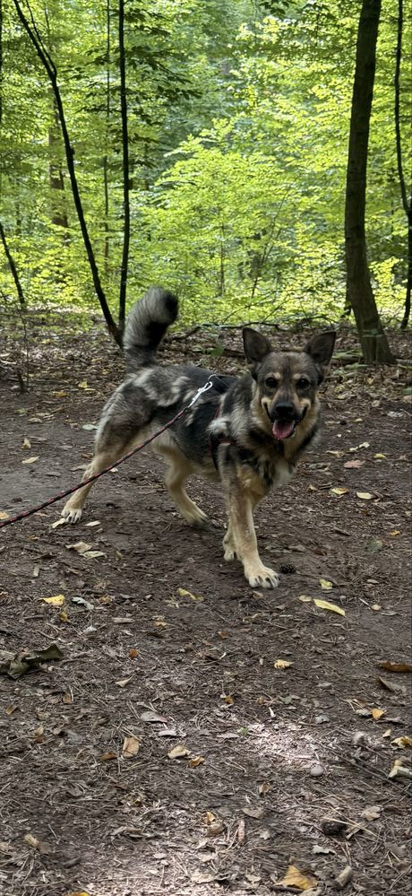Sunia Łajka - do adopcji.