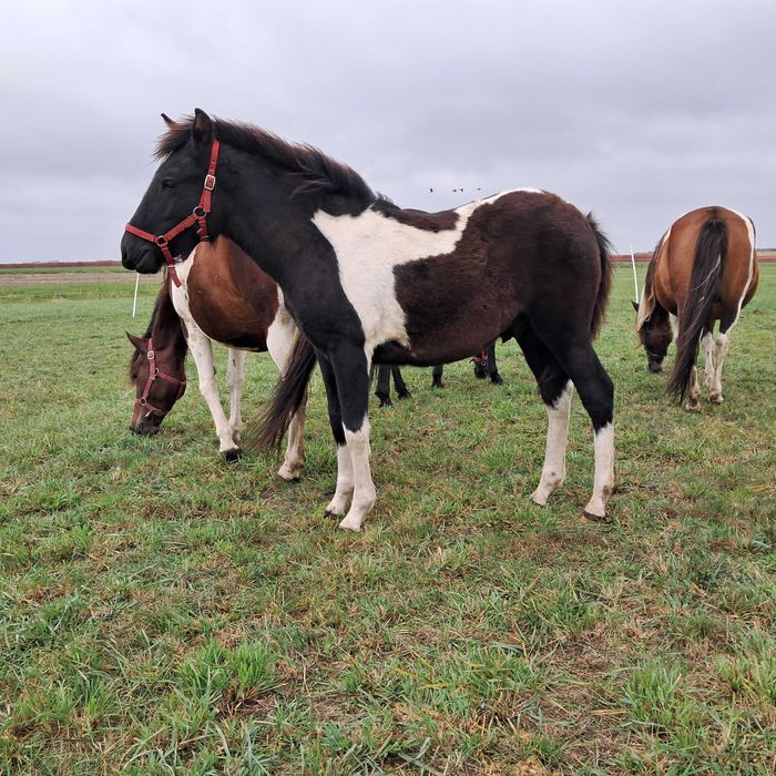 Sprzedam ogierka huculskiego. Ogier. Hucuł.