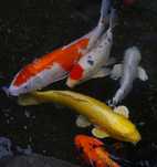 Carpas Koi Pequenas