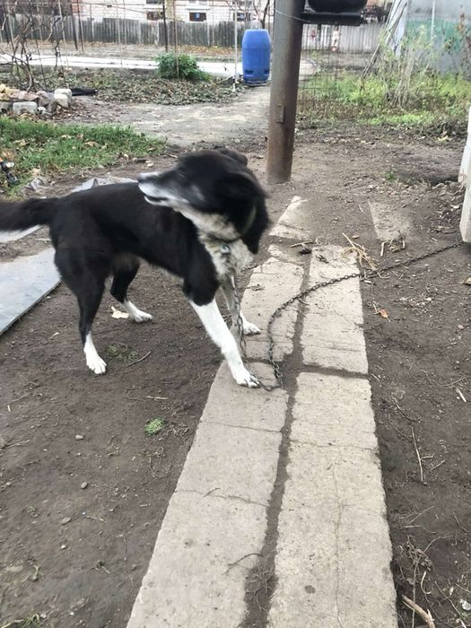 Собака, сучка, отдам в добрые руки