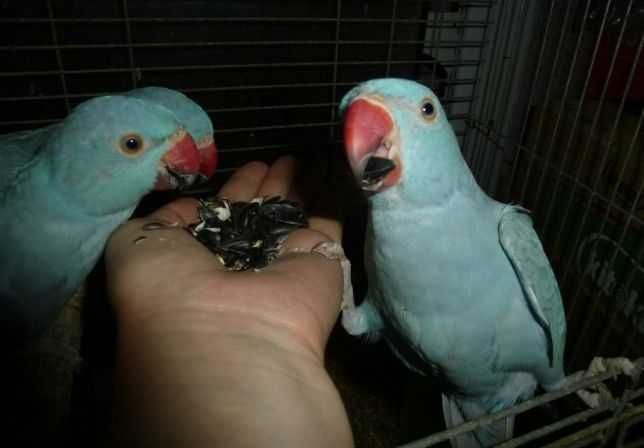 Ожереловые попугаи-зеленые,синие,желтые,белые - ручные