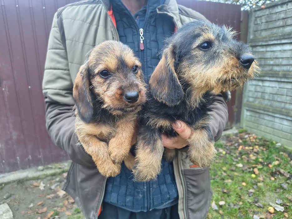 Jamnik szorstkowłosy standard suczka