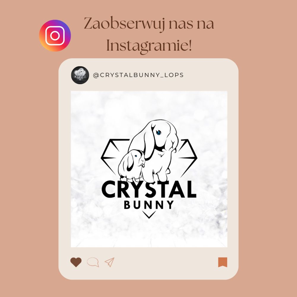 MINI LOP królik karzełek miniaturka ZAREJESTROWANA HODOWLA