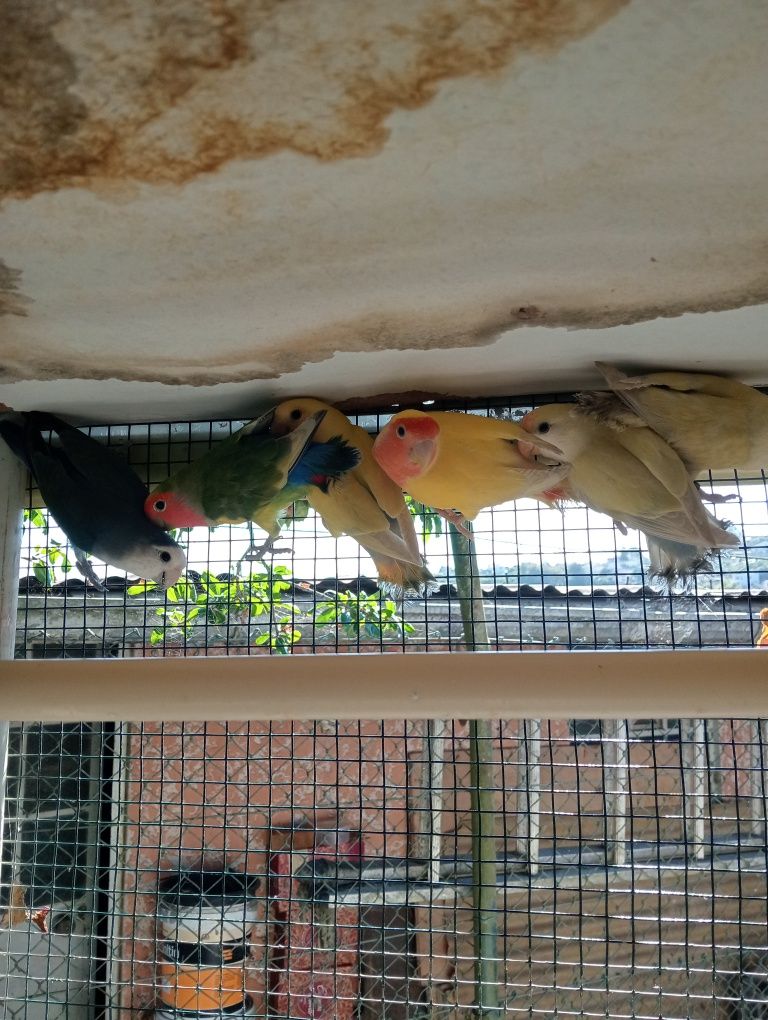 Vendo caturras  e agapórnis rosicollis de bom porte