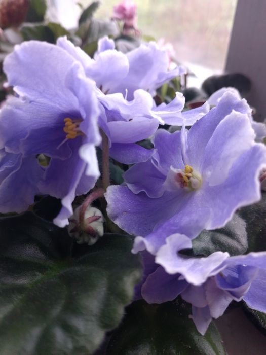 Пропоную обмін фіалочки, або лмсточки