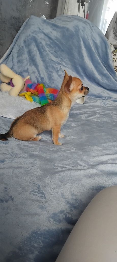 Chihuahua suczka