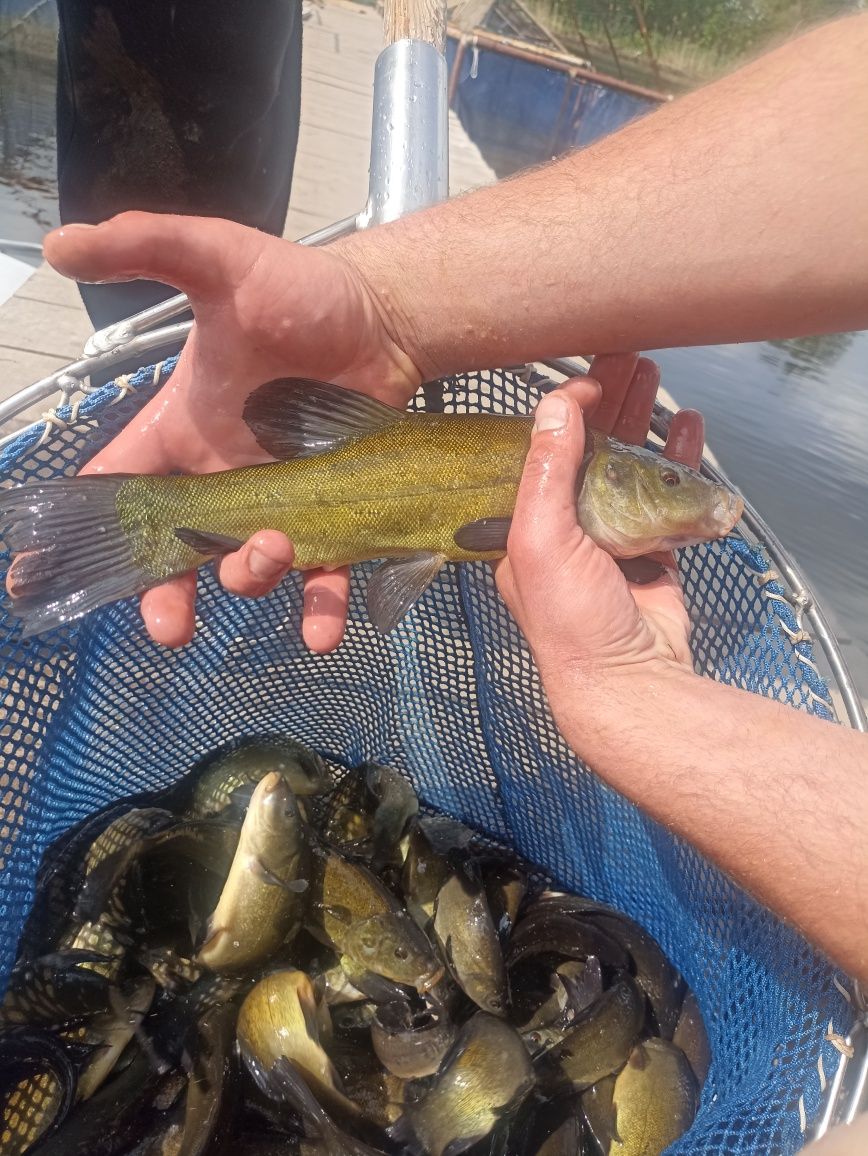 Narybek.Kroczek Lin Amur Karp Jesiotr i nie tylko