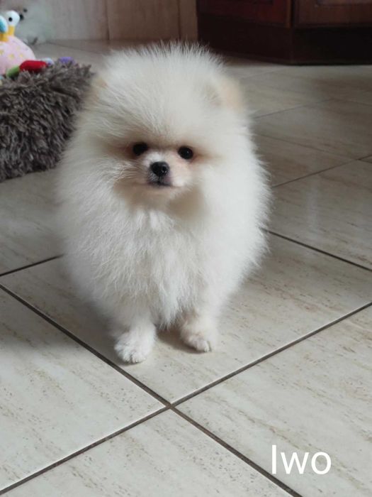 Szczeniak Iwo ZHPR UCI Gotowy do odbioru