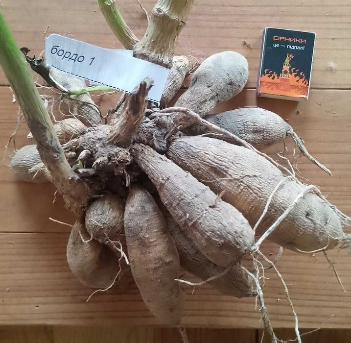 жоржини/георгіни (білі і червоні)