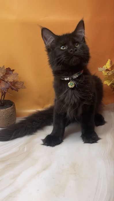 Шикарный котик в любимцы