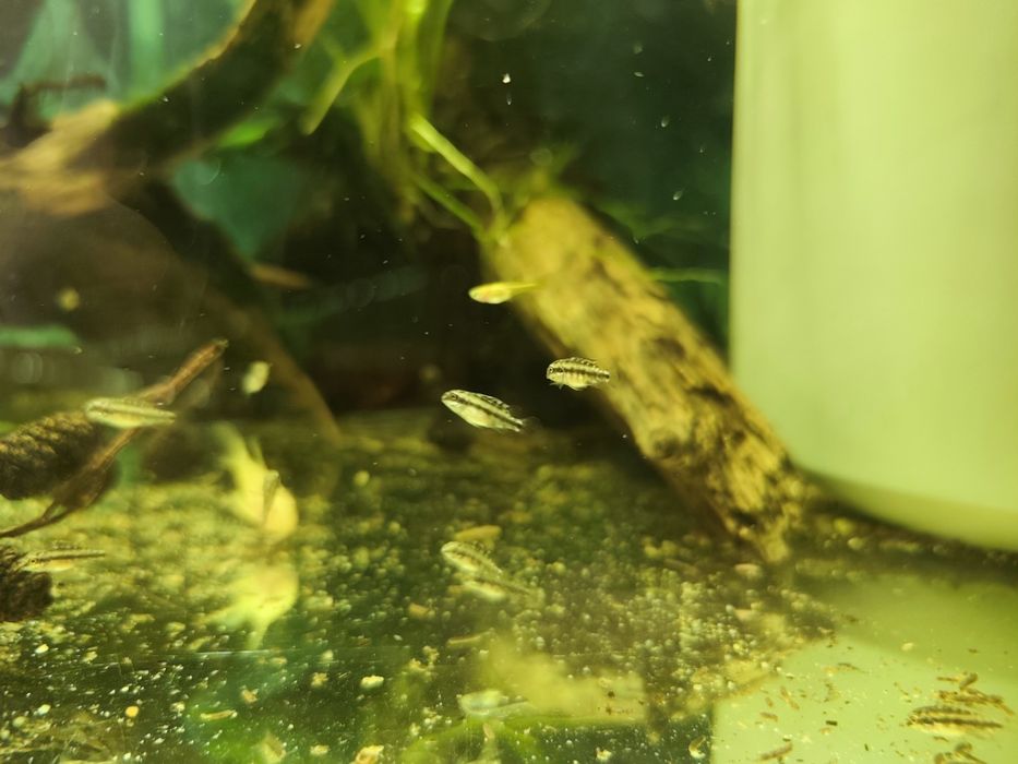 Barwniaki czerwonobrzuche