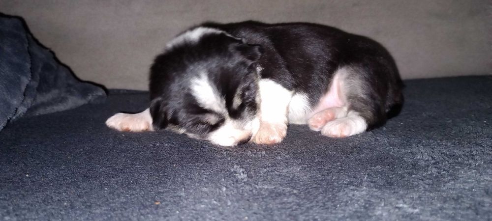 Piesek Szczeniak malutka suczka  ZAREZERWOWANA