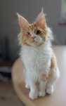 Kotka rodowodowa FPL Maine Coon po Championie