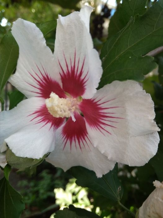 продам саджанці гібіскуса