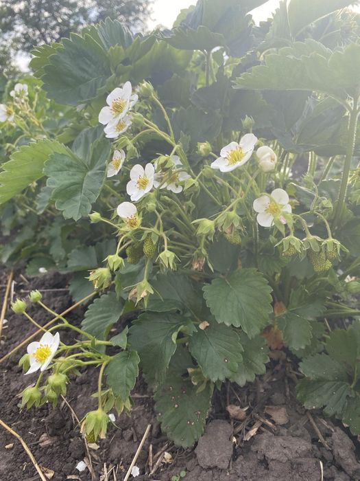 Саженцы земклубники Купчиха