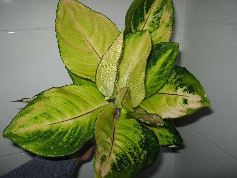 аглаонема красная и желтая есть детки от 350грн