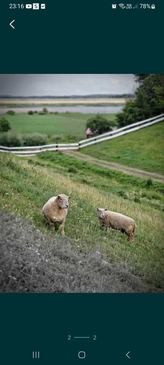 Owca walliserskie czarnonose i baran baby doll