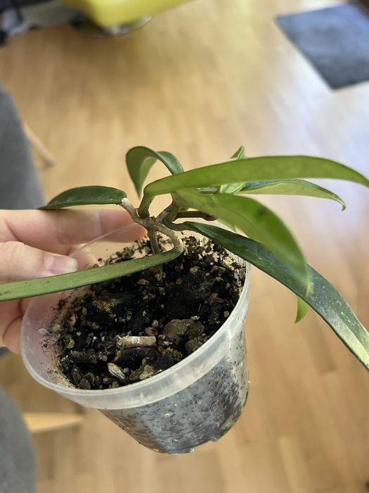 Hoja hoya shepherdii