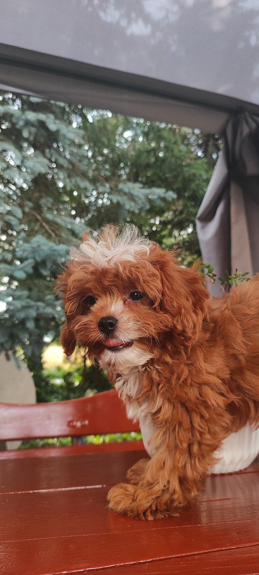 Uroczy Piesek Cavapoo  • GOTOWE DO ODBIORU •