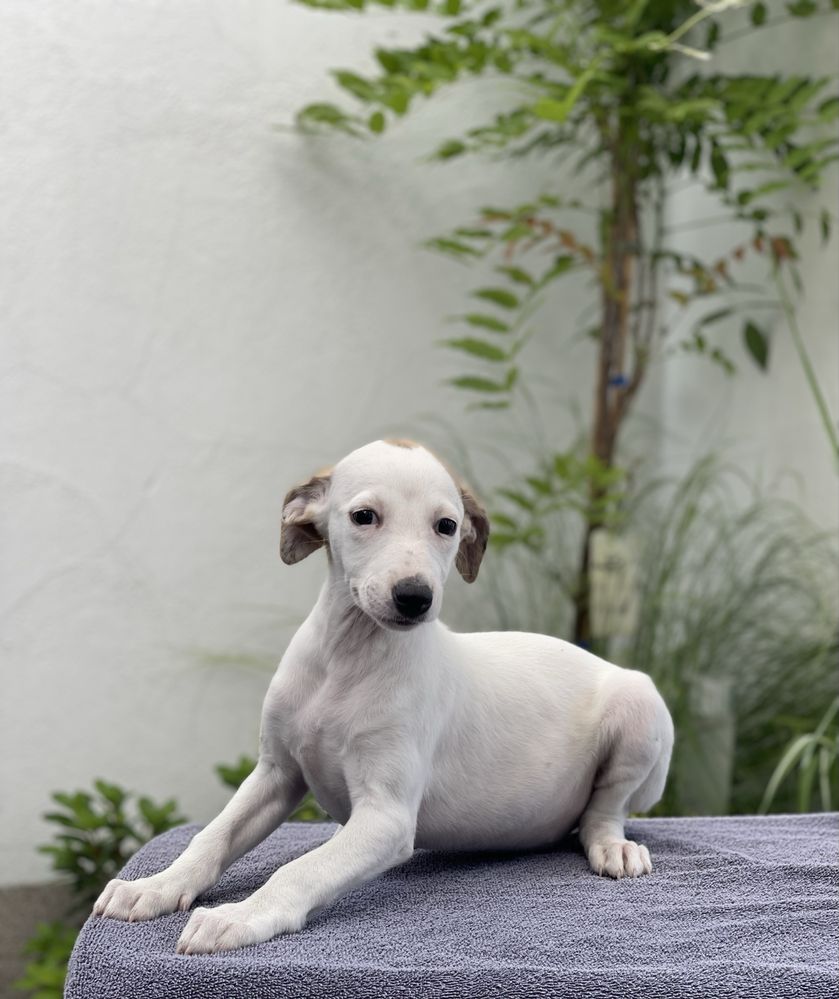 Whippet ZKwP dziewczynka super kolor Revirado FCI