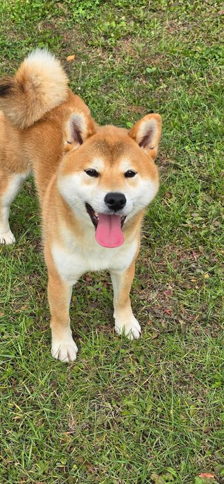 Домашній улюбленець шиба