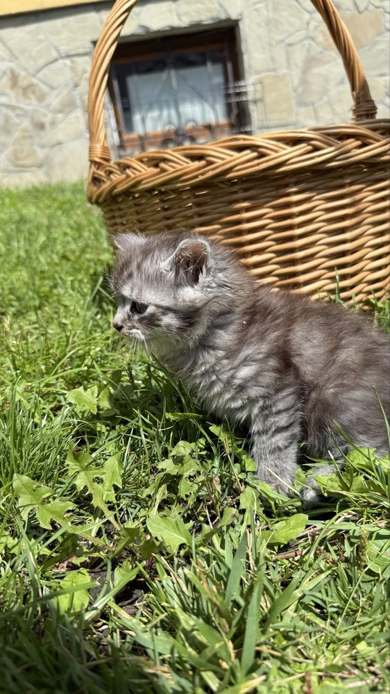 Котики коти кошенята