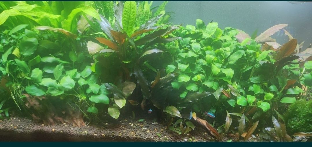 Guppys black moscow e  neocaridina Yellow neon back