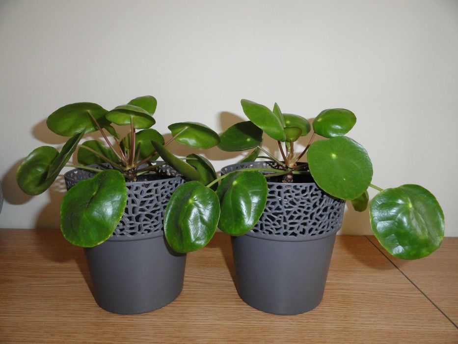 grubosz hobbit pilea - pieniążek kwiat doniczkowy sukulent kaktus