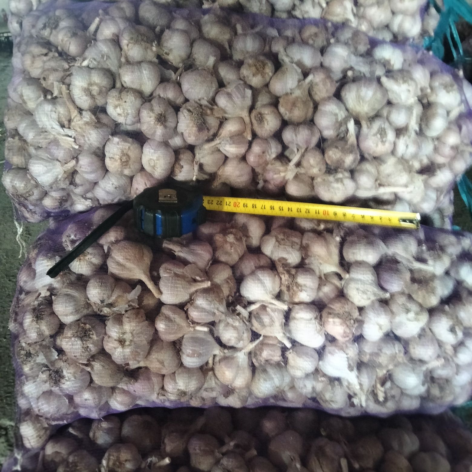 Продам посадковий часник,сорт Любаша.