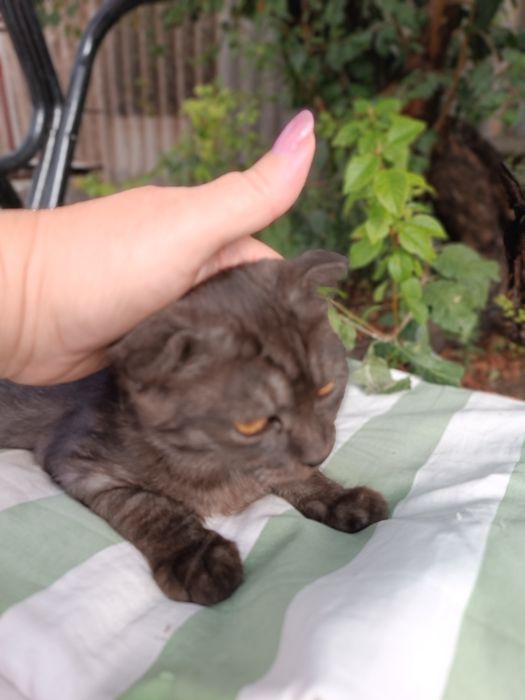Продам шотландского кота